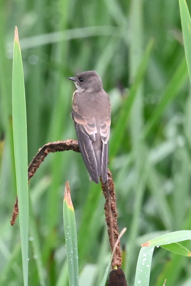 Northern Rough-winged Swallow - ML638367360