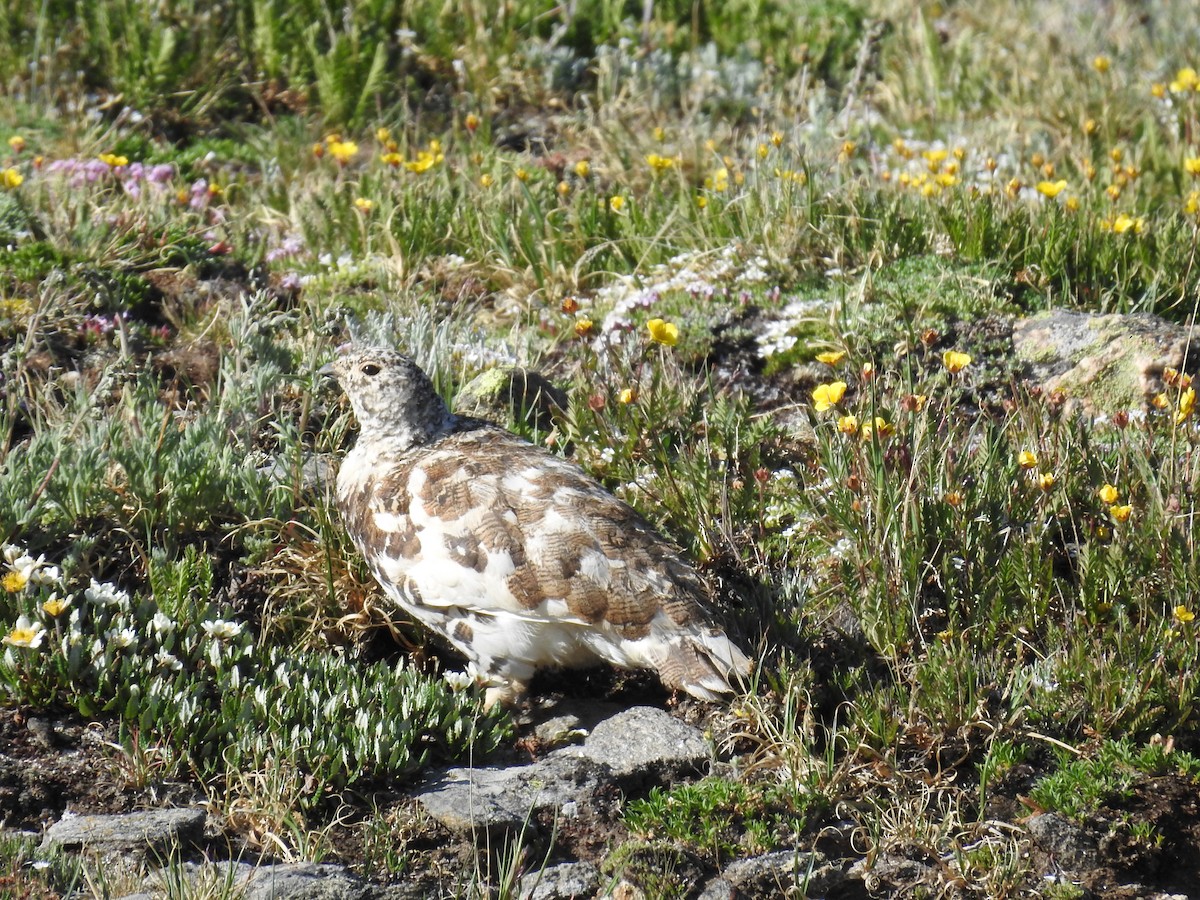 White-tailed Ptarmigan - ML638367373