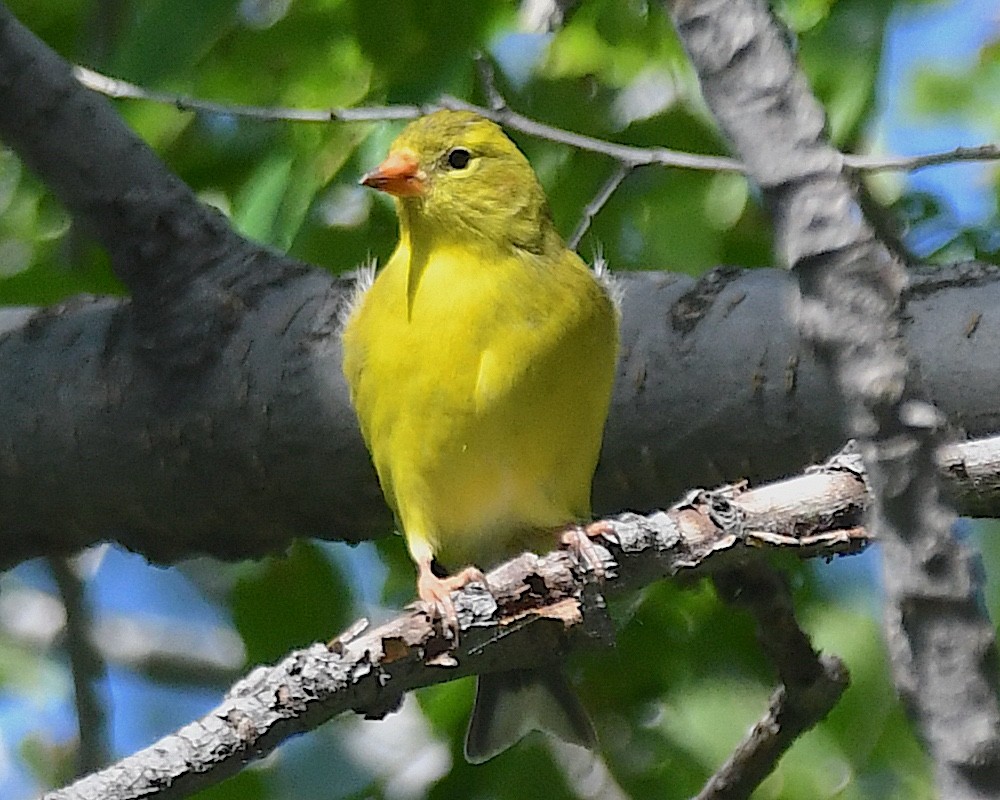 gulstillits - ML638367426