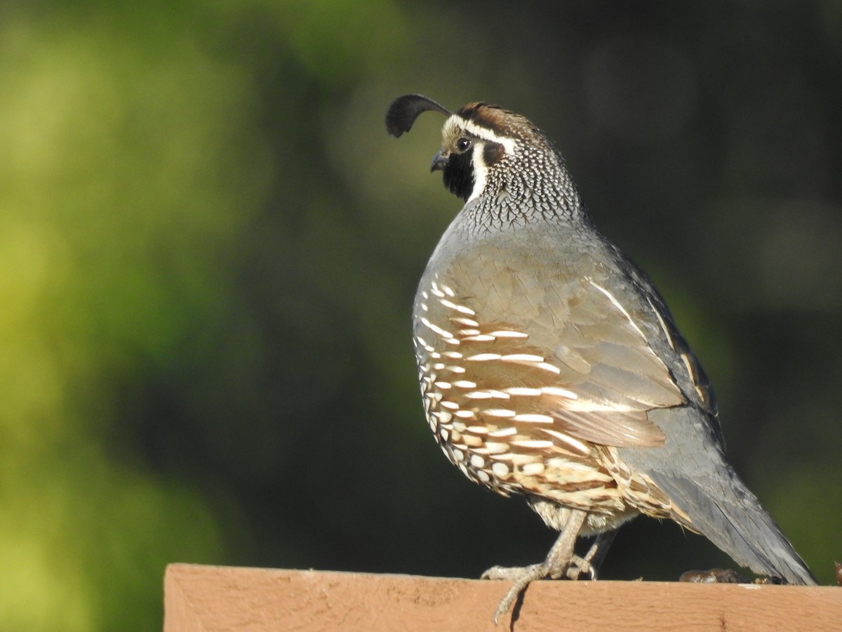 California Quail - ML638367448