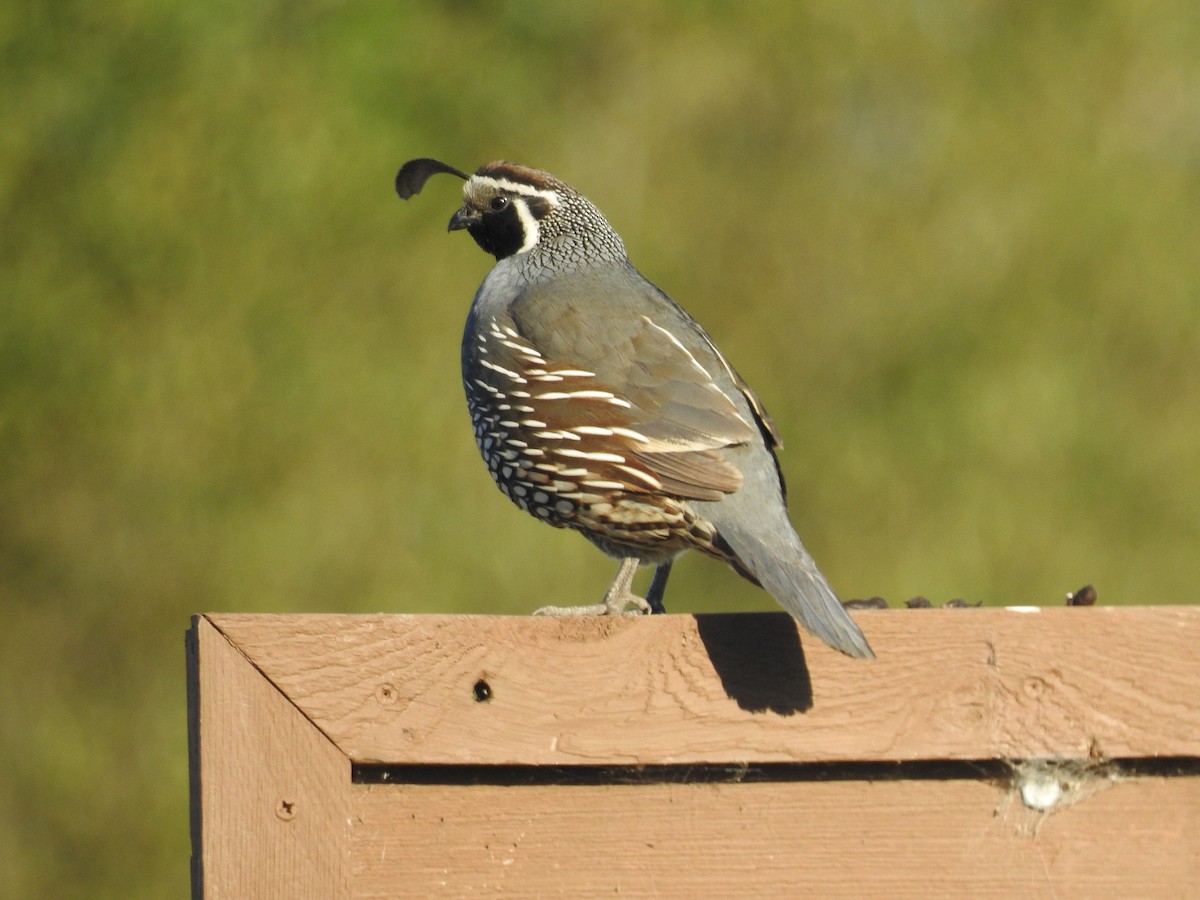 California Quail - ML638367449