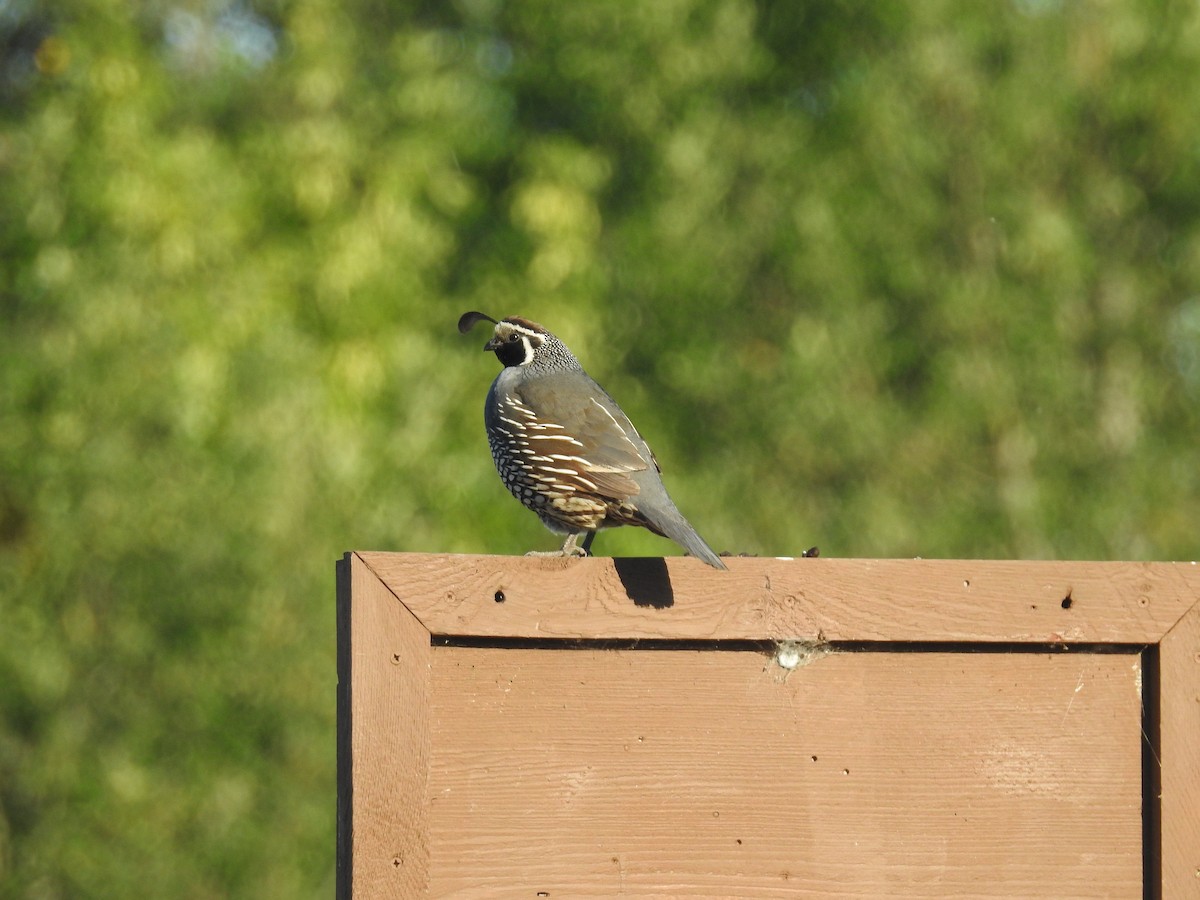 California Quail - ML638367450