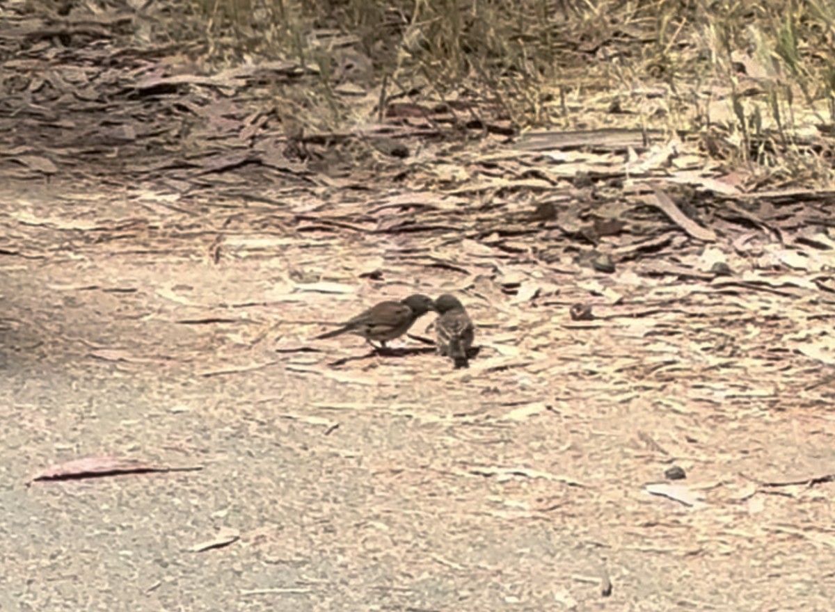 Dark-eyed Junco (Oregon) - ML638367462