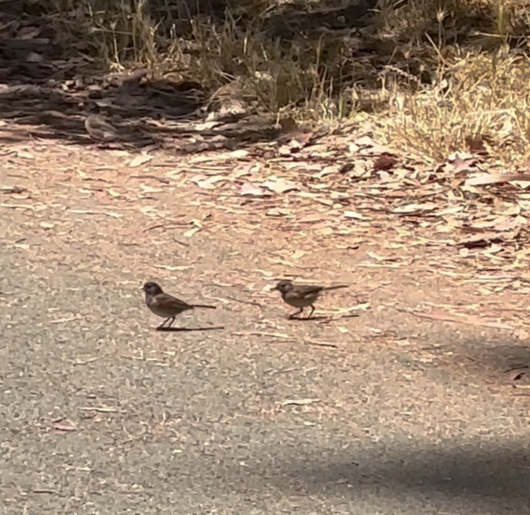 Dark-eyed Junco (Oregon) - ML638367468