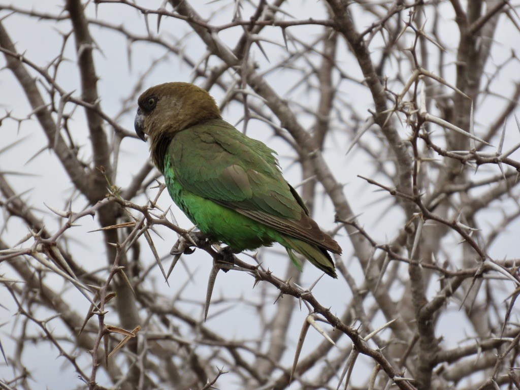 Brown-headed Parrot - ML638367469