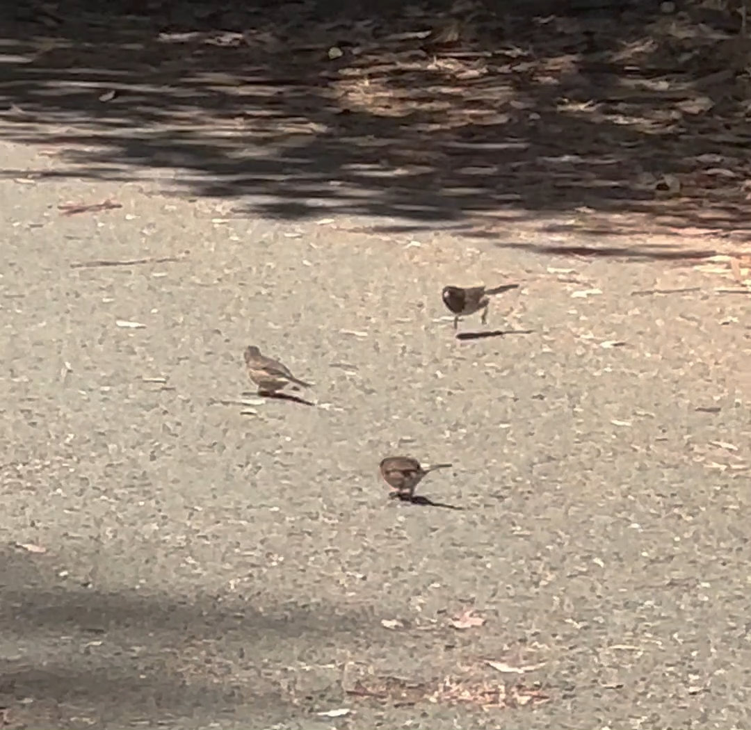 Dark-eyed Junco (Oregon) - ML638367472