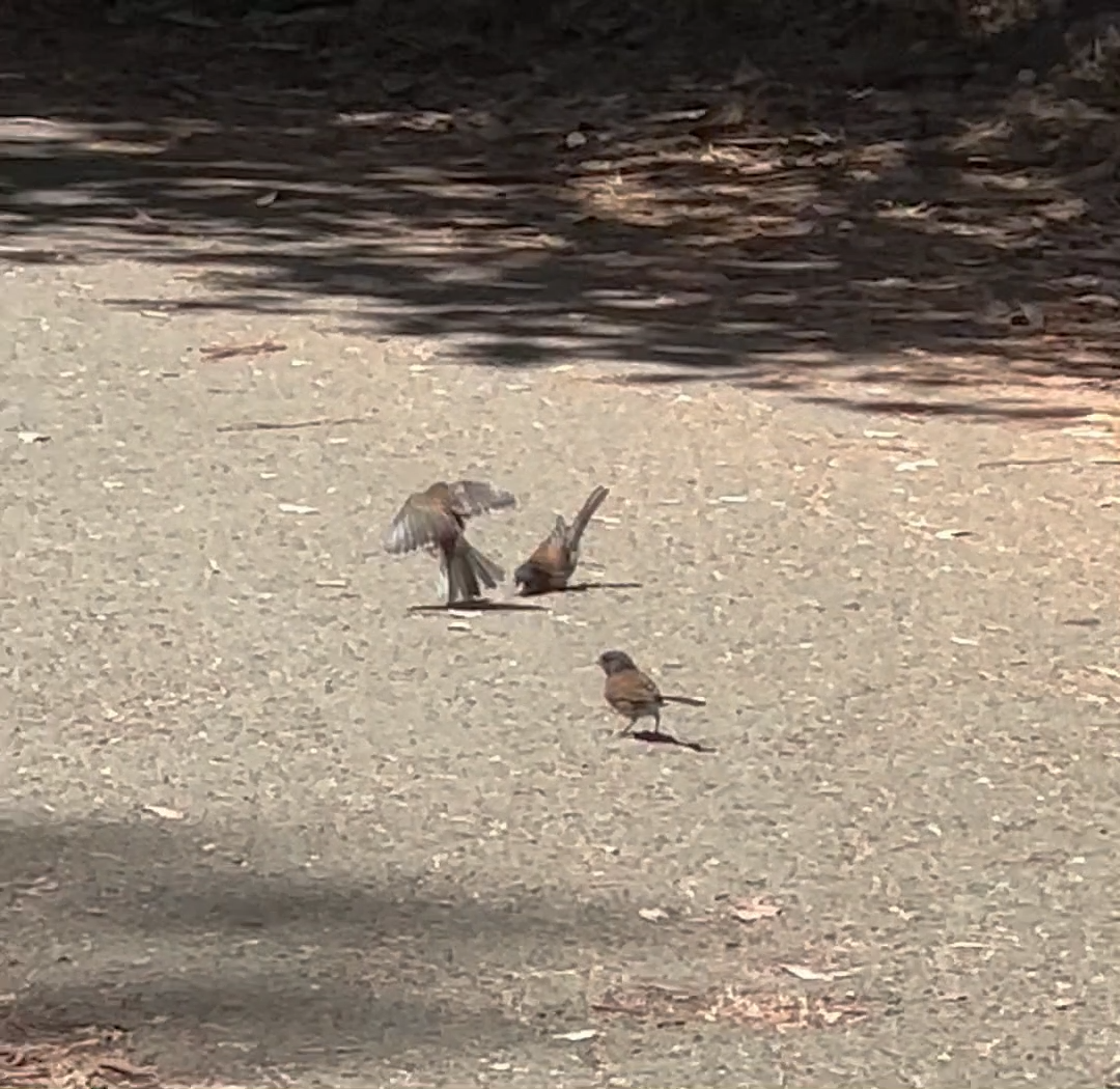 Dark-eyed Junco (Oregon) - ML638367478