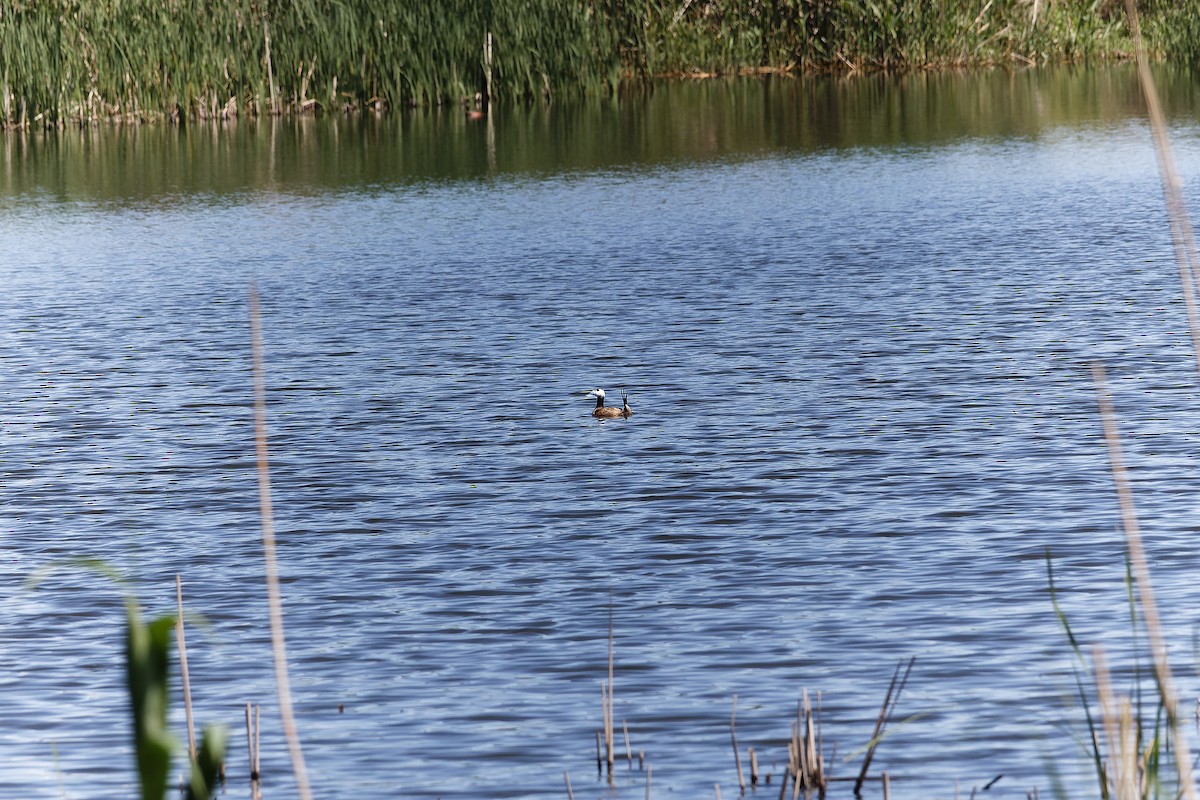 White-headed Duck - ML638367499