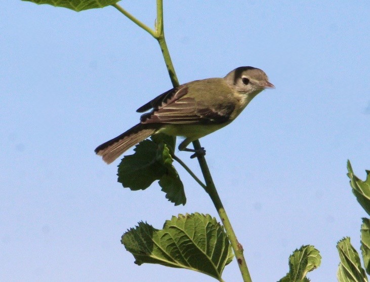 Bell's Vireo - ML638367523