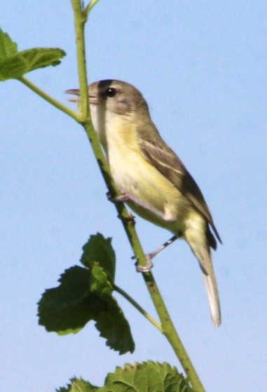 Bell's Vireo - ML638367524