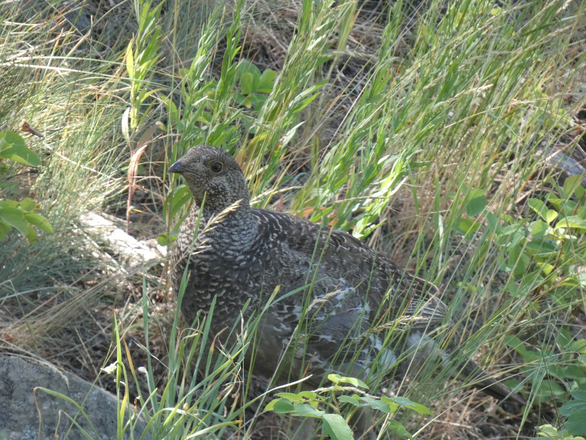 Dusky Grouse - ML638367598