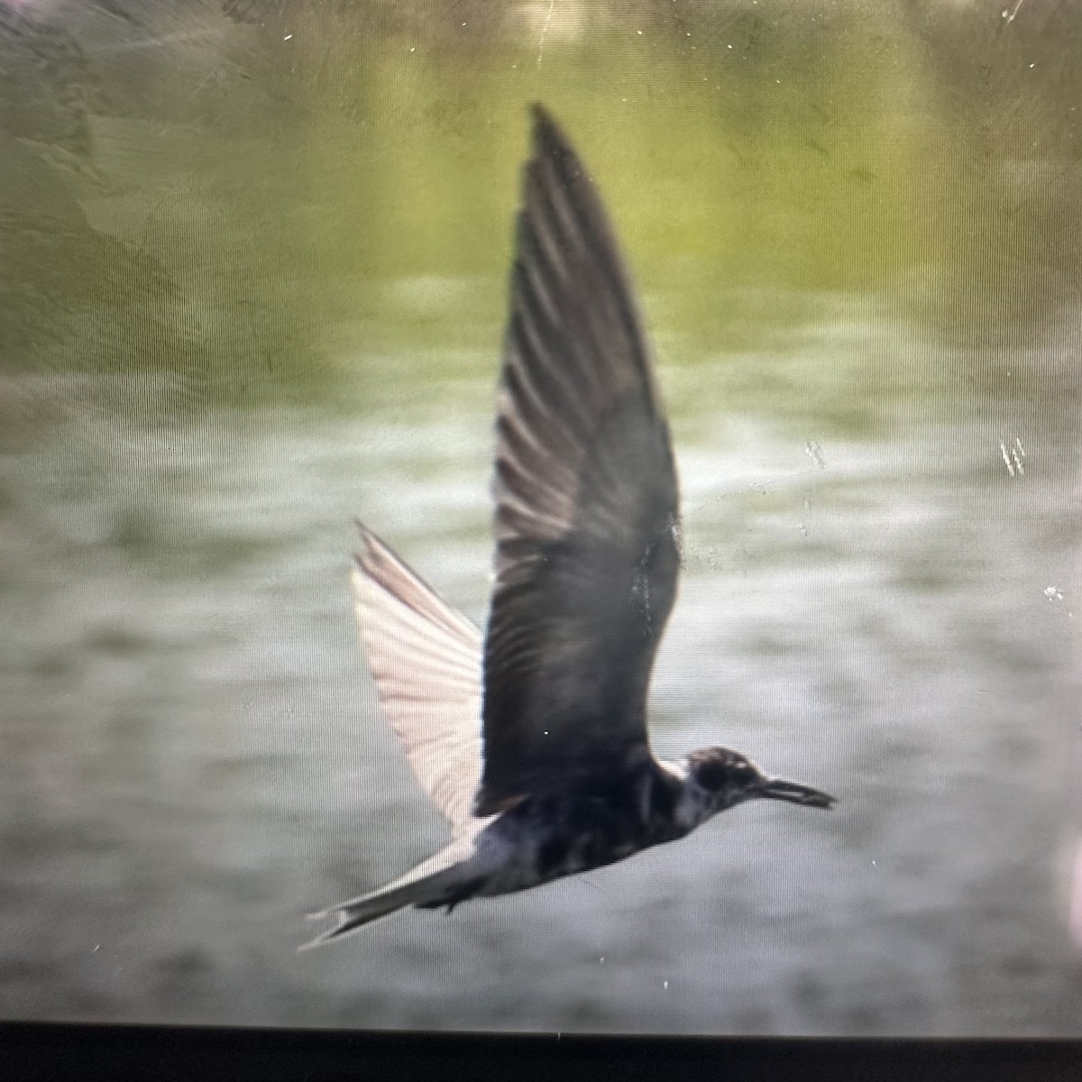 Black Tern - ML638367604