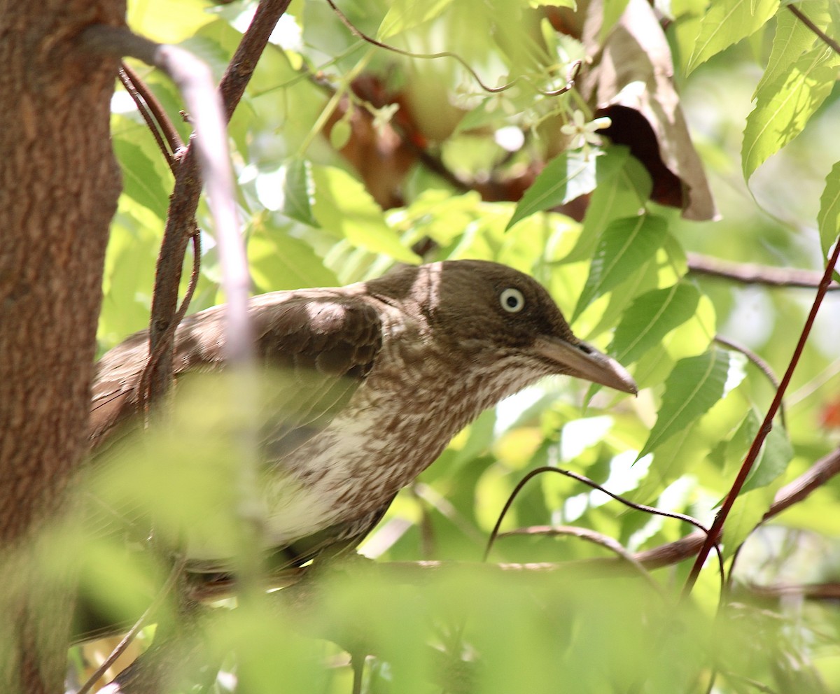 Pearly-eyed Thrasher - ML638367624