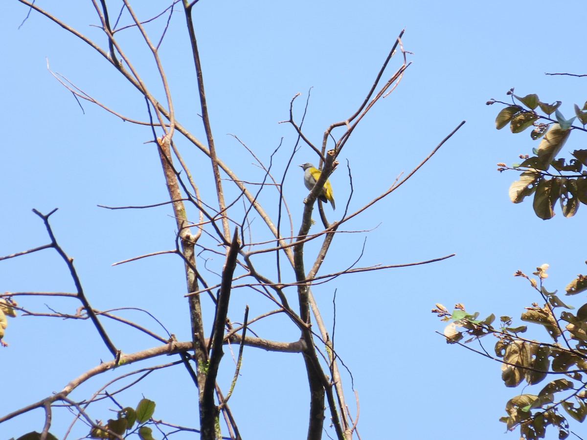 Yellow-bellied Bulbul - ML638367641