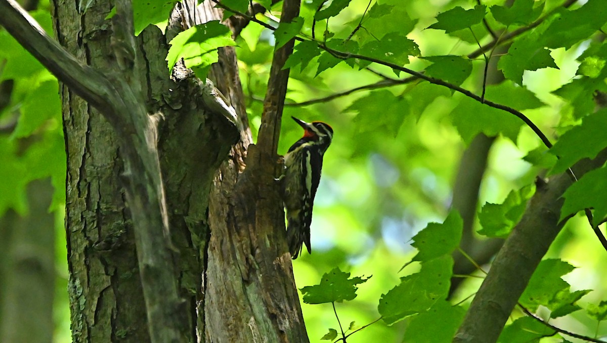 Yellow-bellied Sapsucker - ML638367696