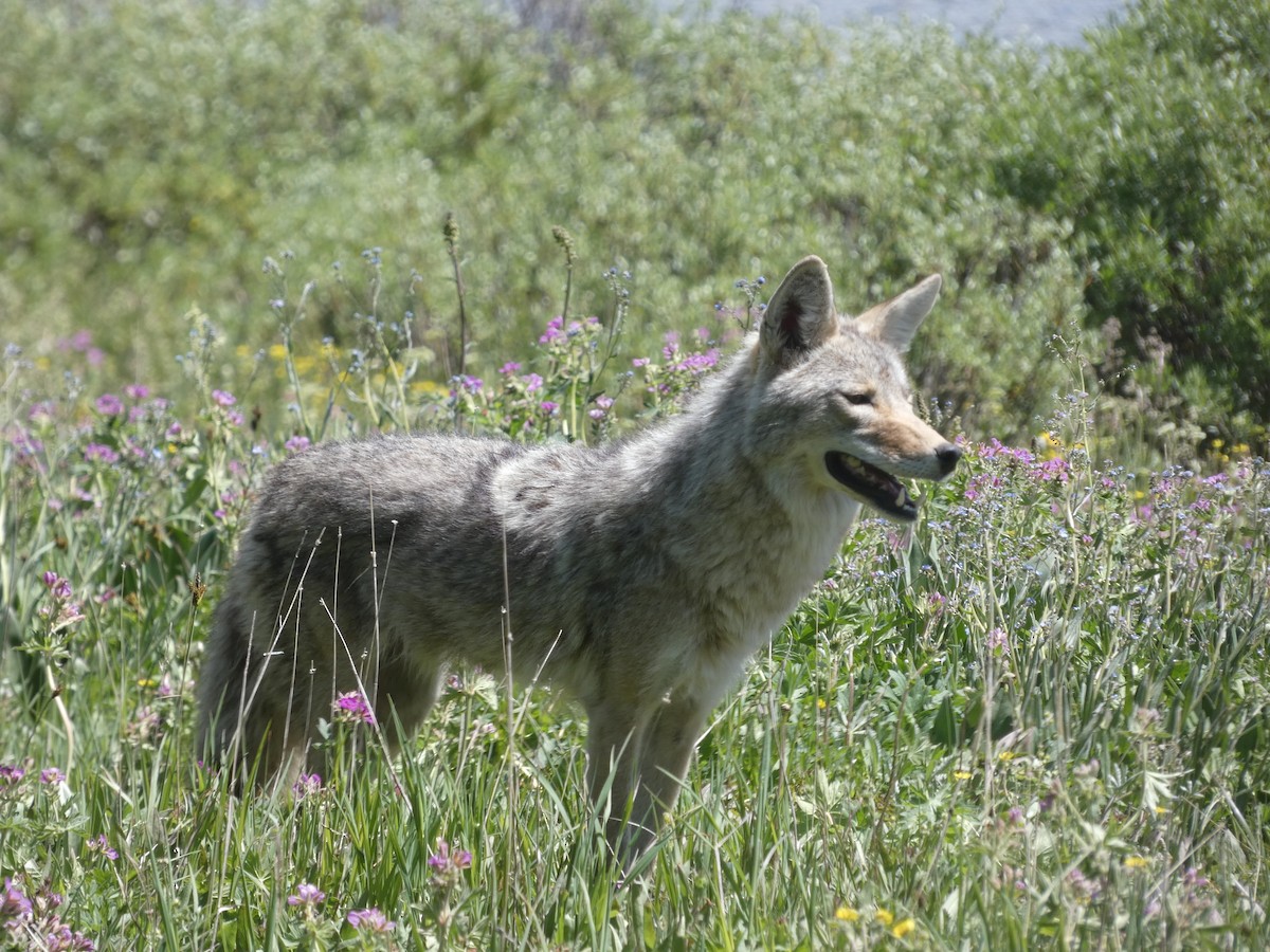 Coyote - ML638367699