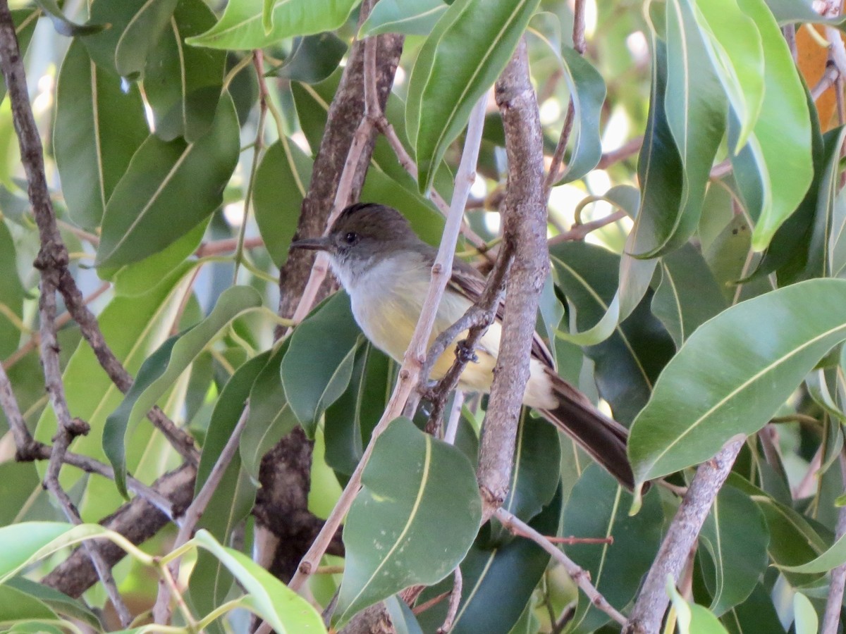 Short-crested Flycatcher - ML638367705