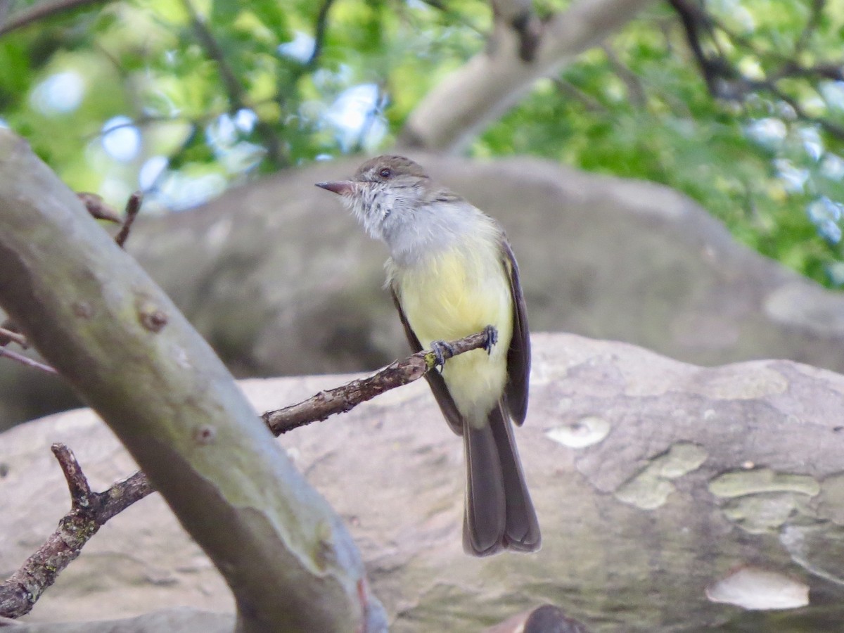 Short-crested Flycatcher - ML638367706