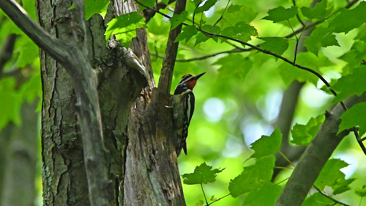 Yellow-bellied Sapsucker - ML638367709