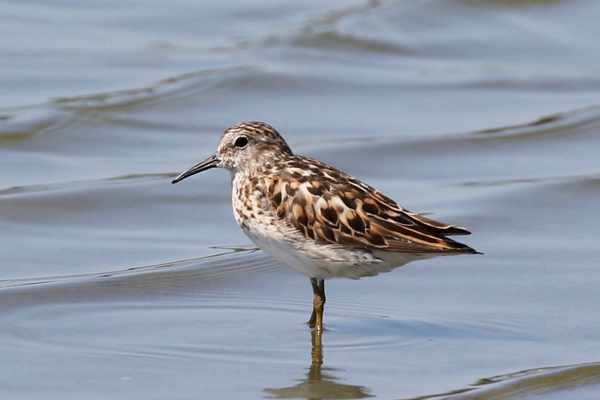 Least Sandpiper - ML63836771