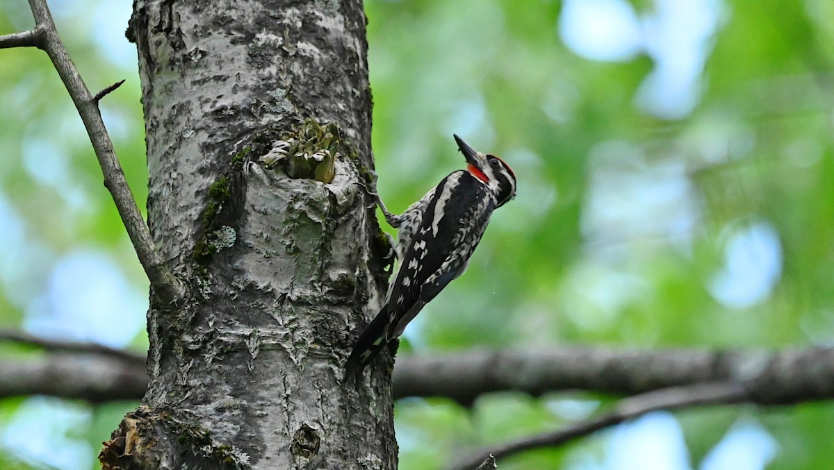 Yellow-bellied Sapsucker - ML638367722