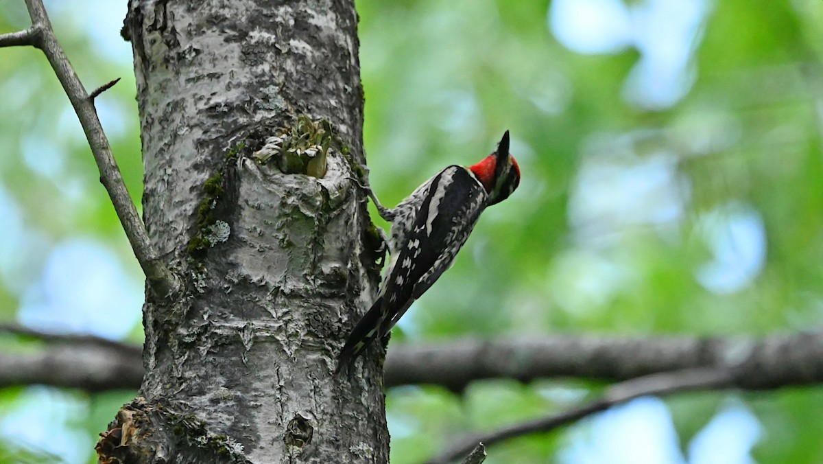 Yellow-bellied Sapsucker - ML638367728