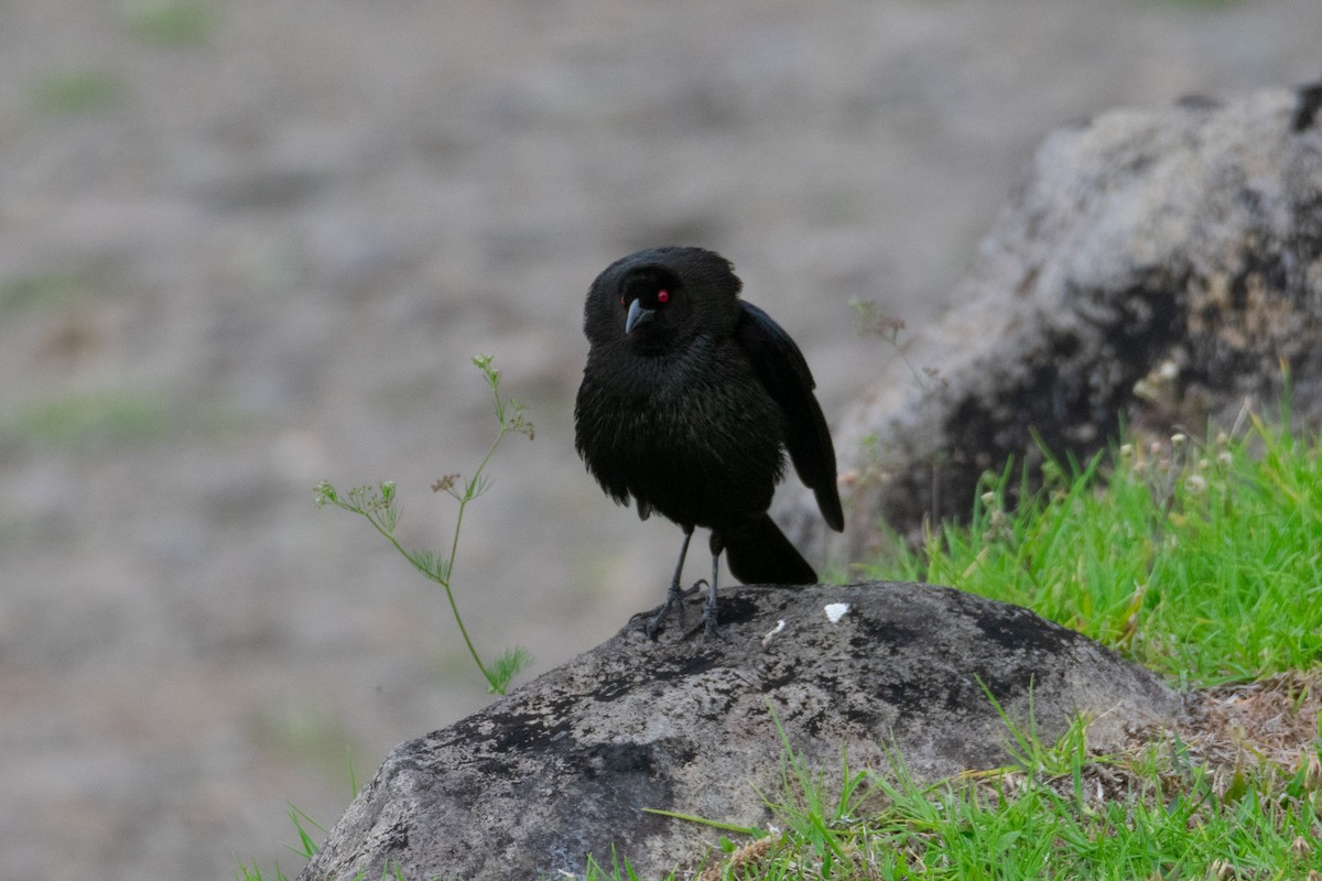 Bronzed Cowbird - ML638367730