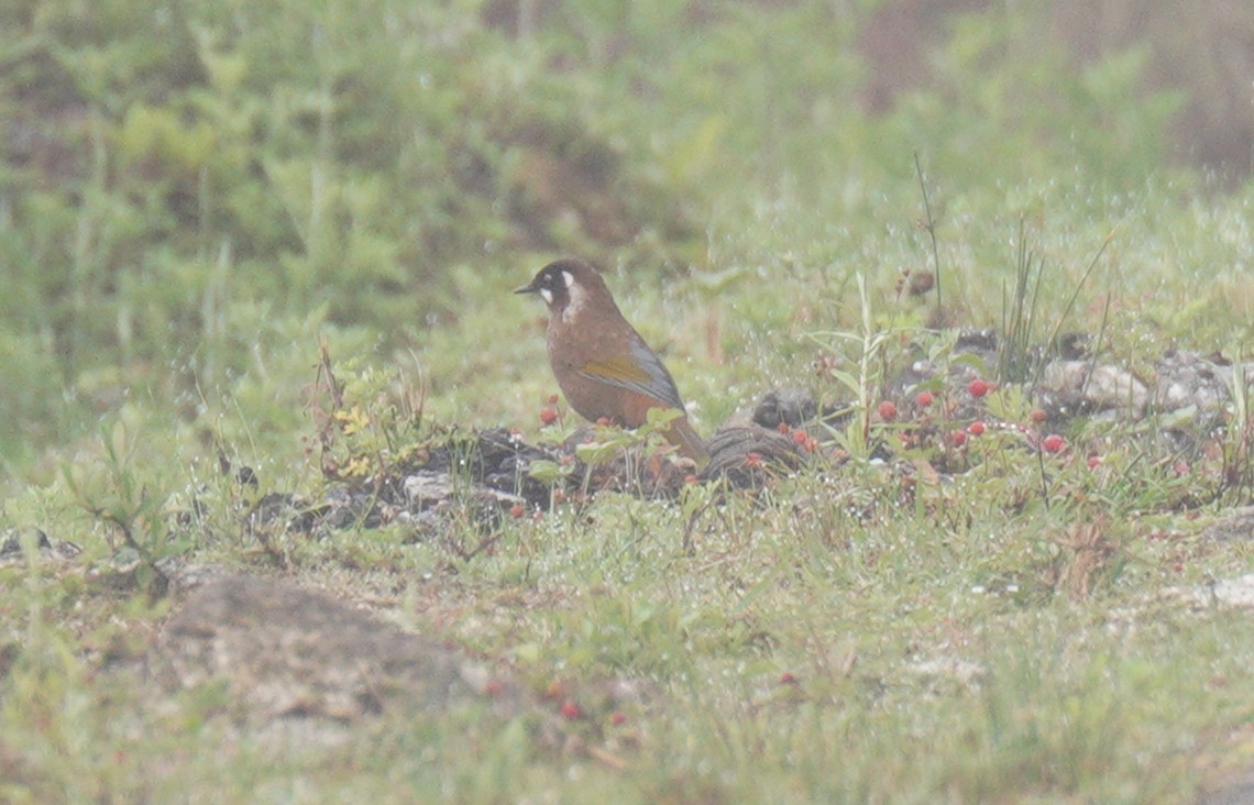 Black-faced Laughingthrush - ML638367733