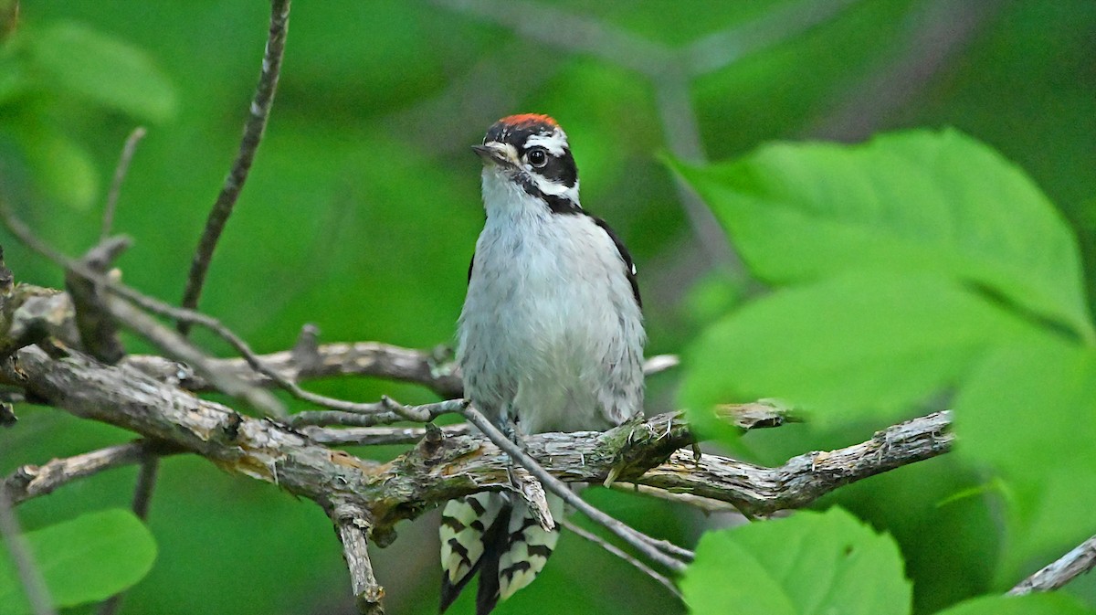 Downy Woodpecker - ML638367742