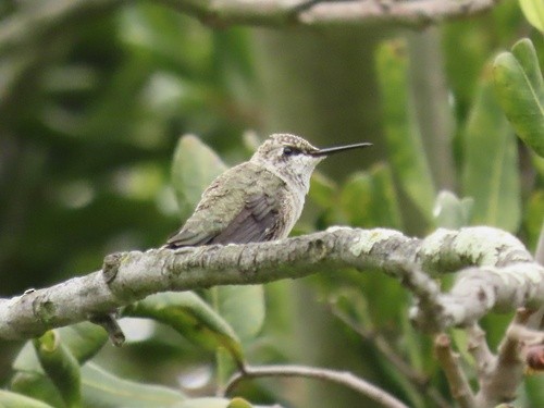 Black-chinned Hummingbird - ML638367745