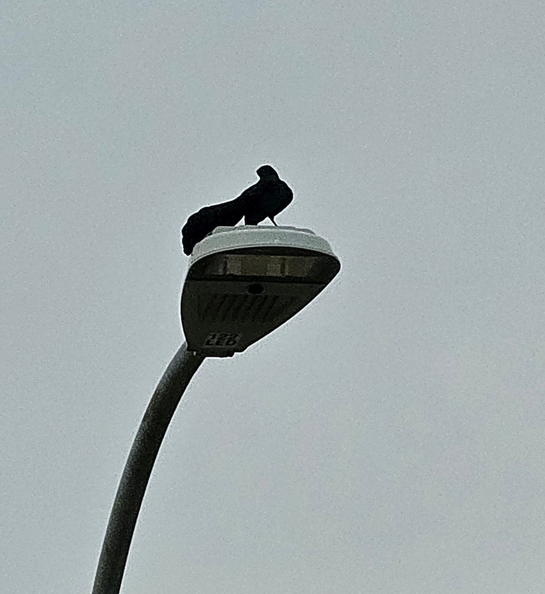 Great-tailed Grackle - ML638367746