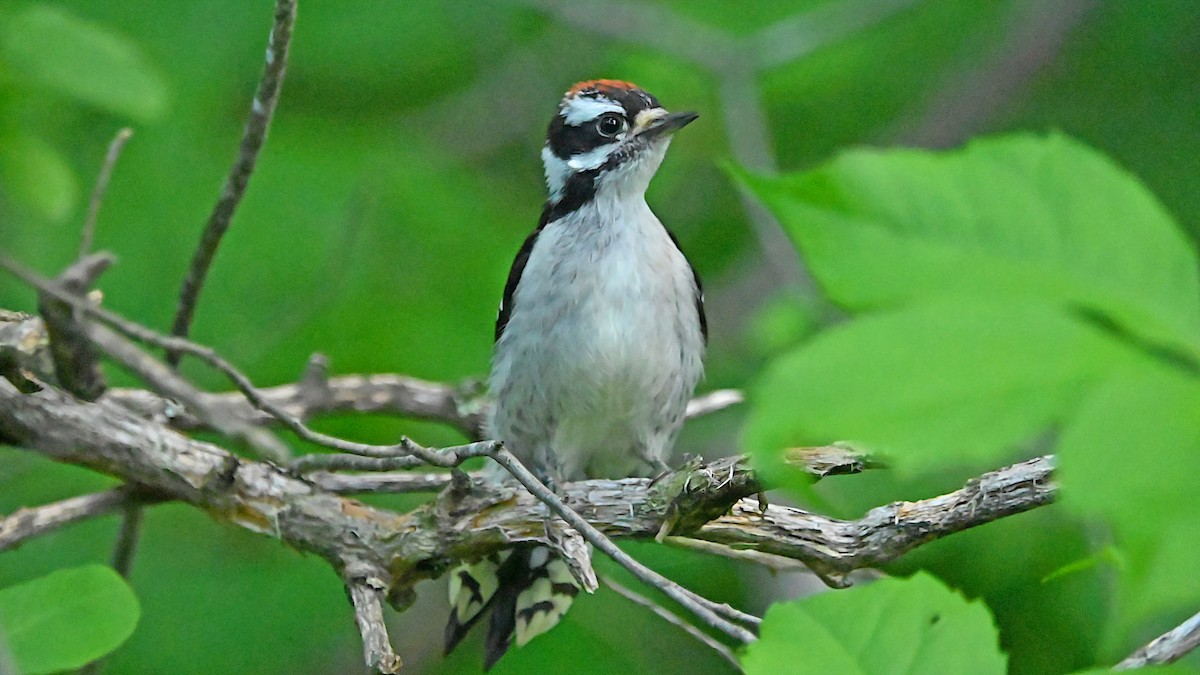 Downy Woodpecker - ML638367748