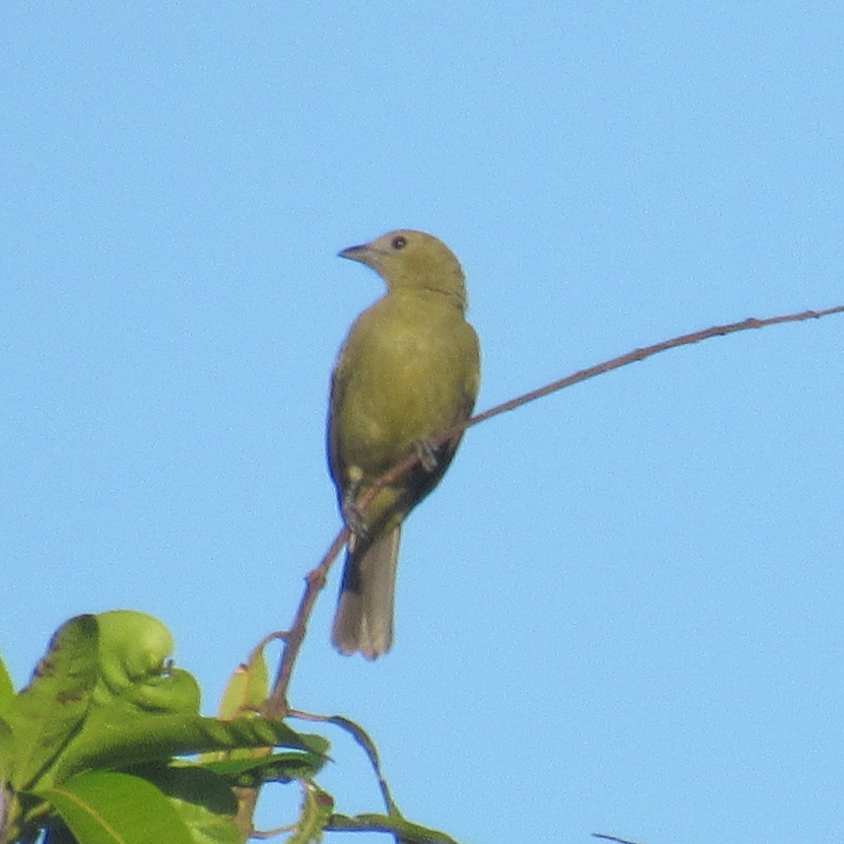 Palm Tanager - ML638367750