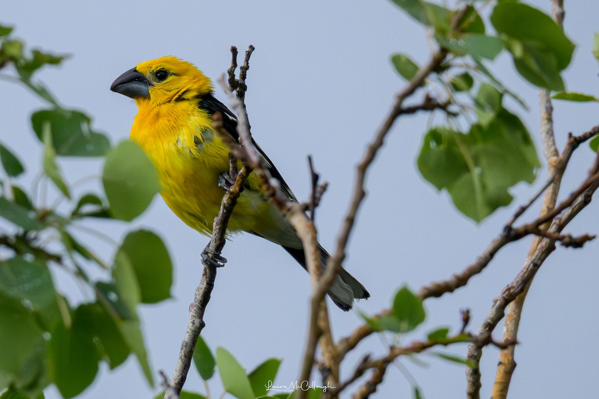Yellow Grosbeak - ML638367752