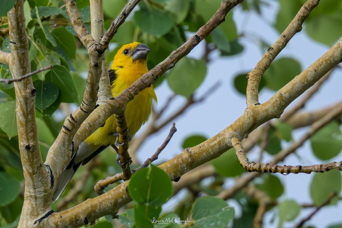 Yellow Grosbeak - ML638367753