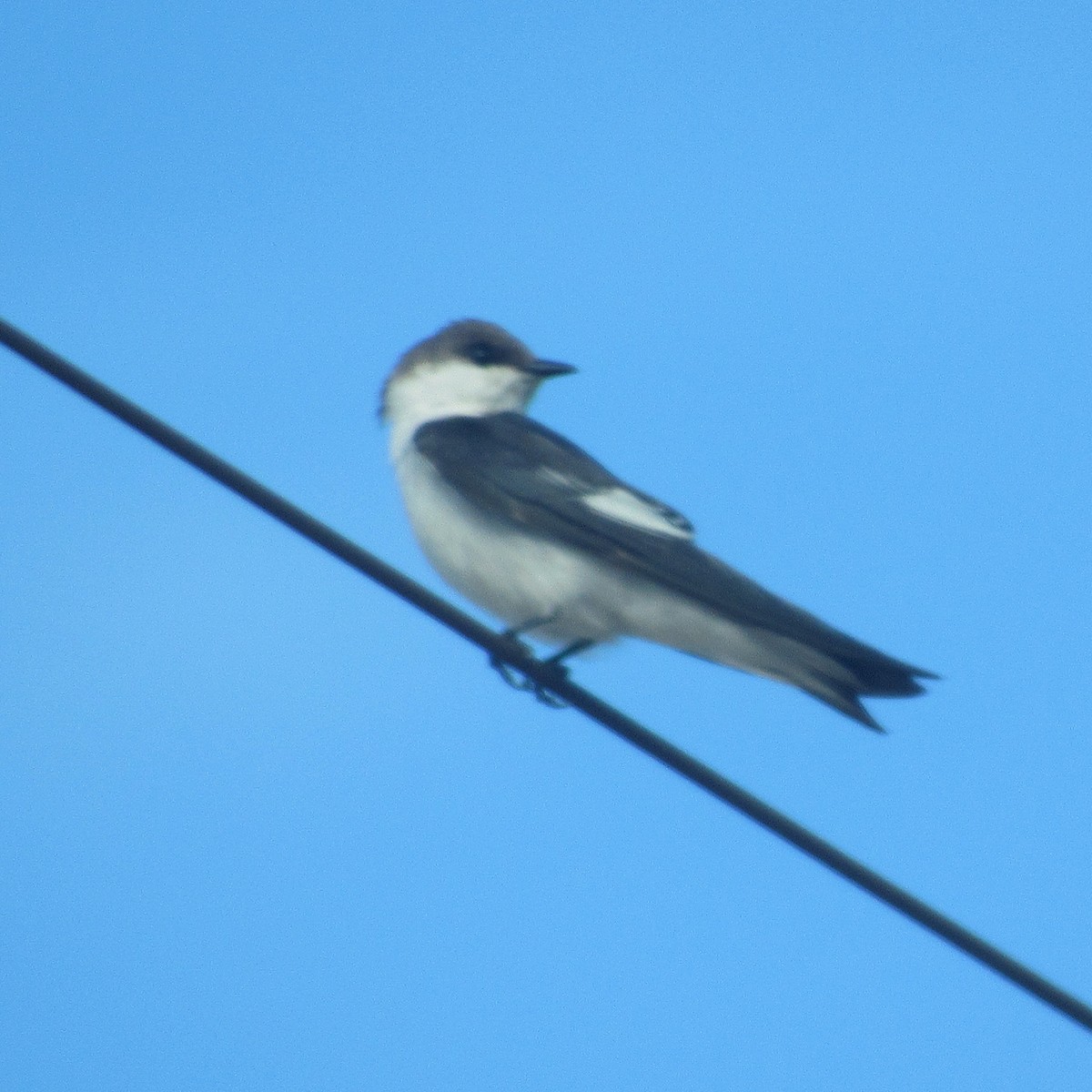 White-winged Swallow - ML638367754