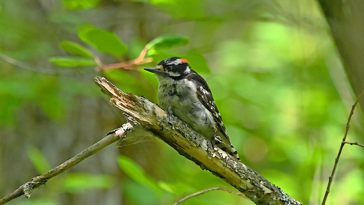 Downy Woodpecker - ML638367772