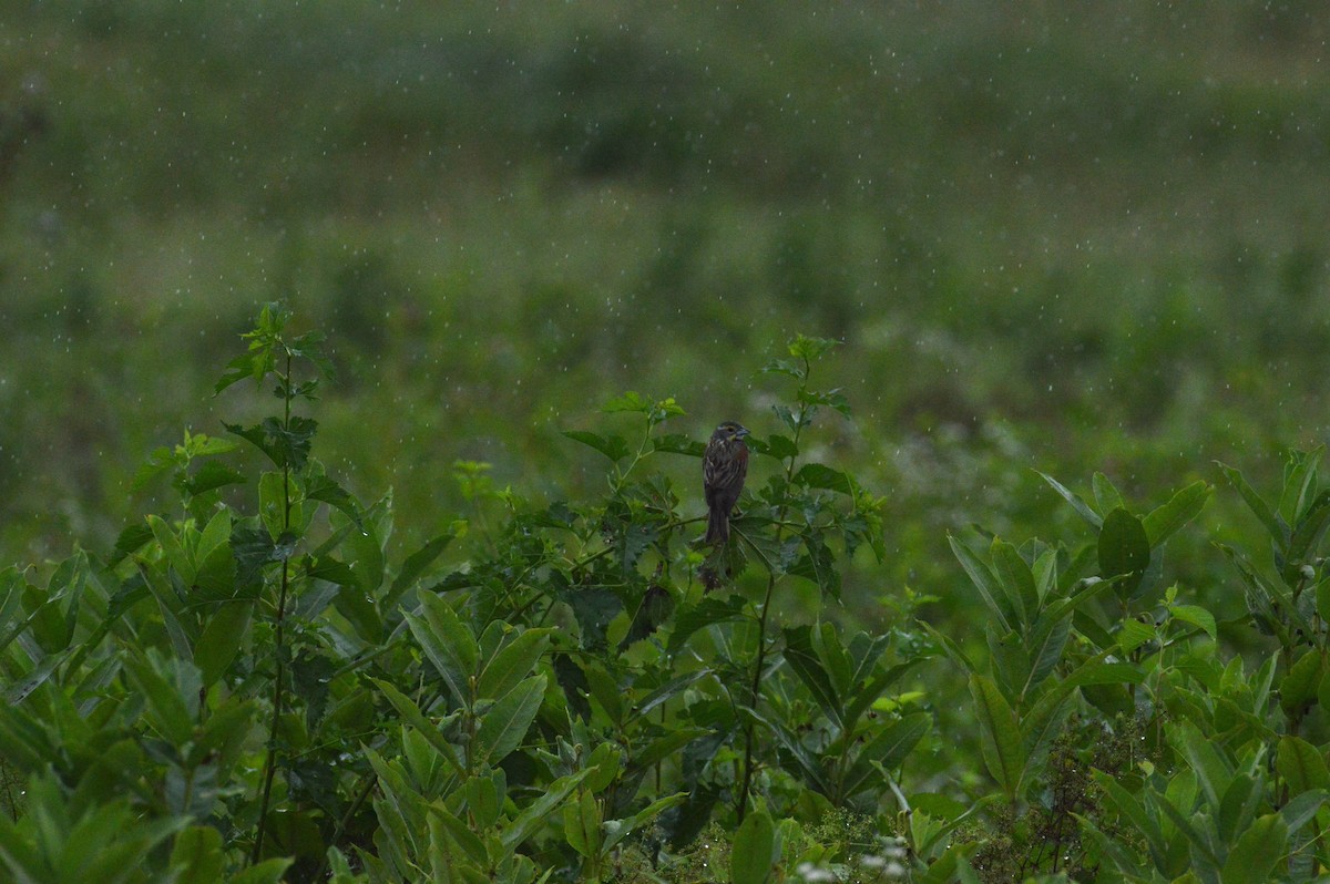 Dickcissel - ML638367773