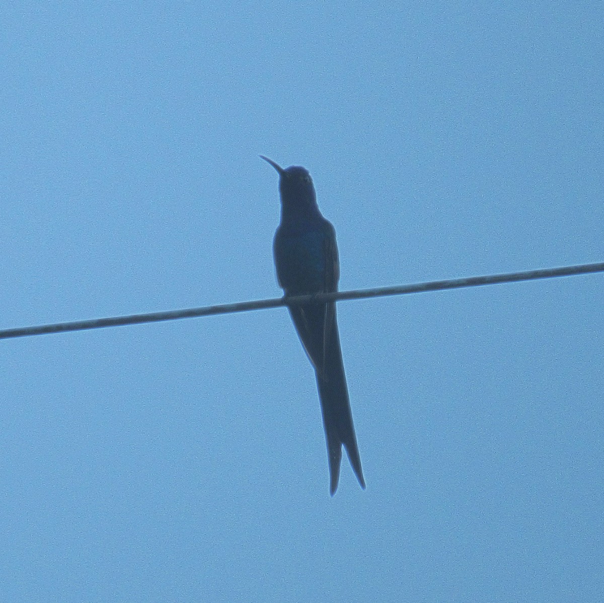 Swallow-tailed Hummingbird - ML638367774