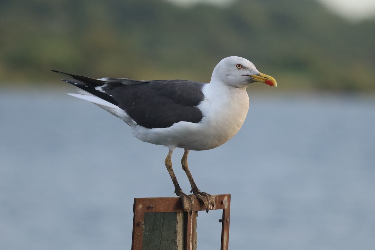 Lesser Black-backed Gull - ML638367776