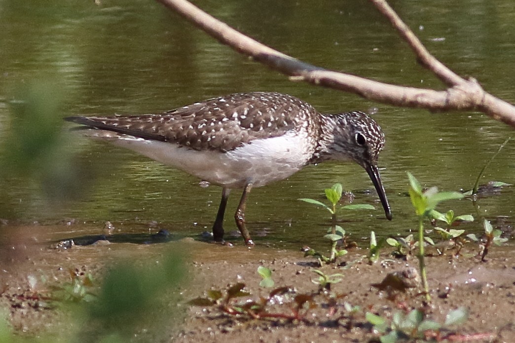 Solitary Sandpiper - ML638367786