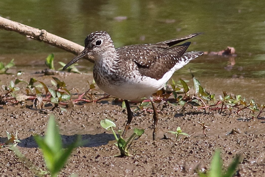 Solitary Sandpiper - ML638367787