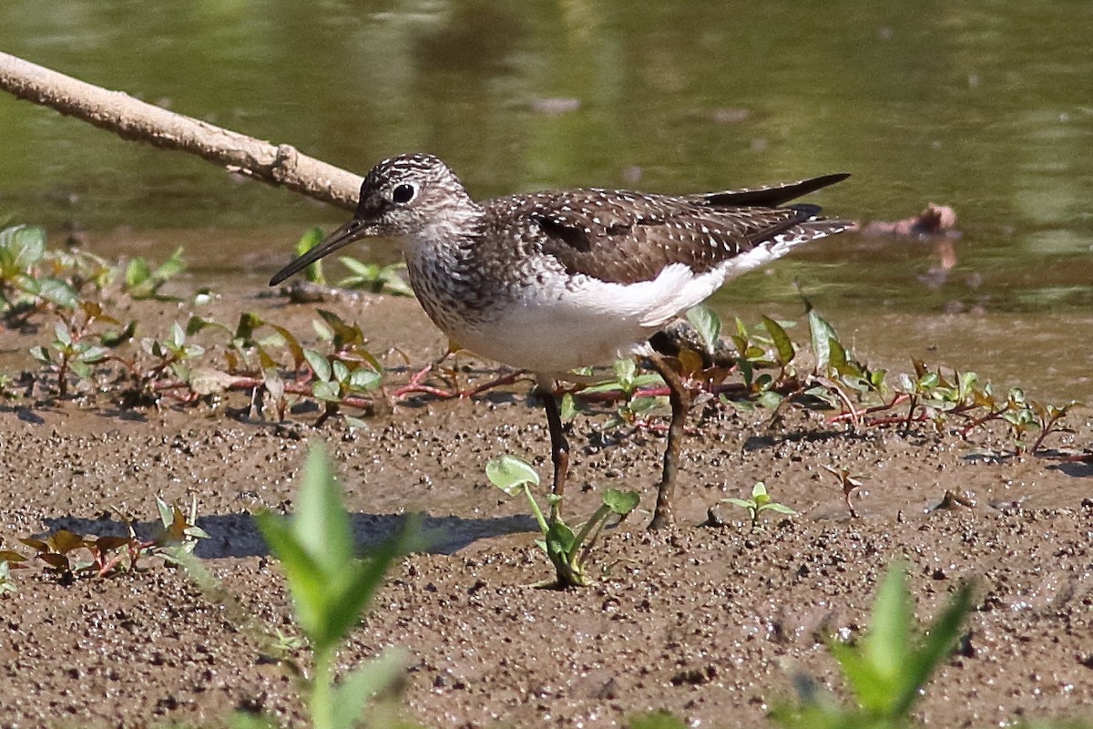 Solitary Sandpiper - ML638367788