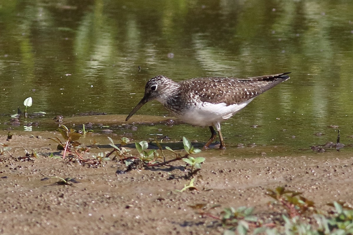 Solitary Sandpiper - ML638367789