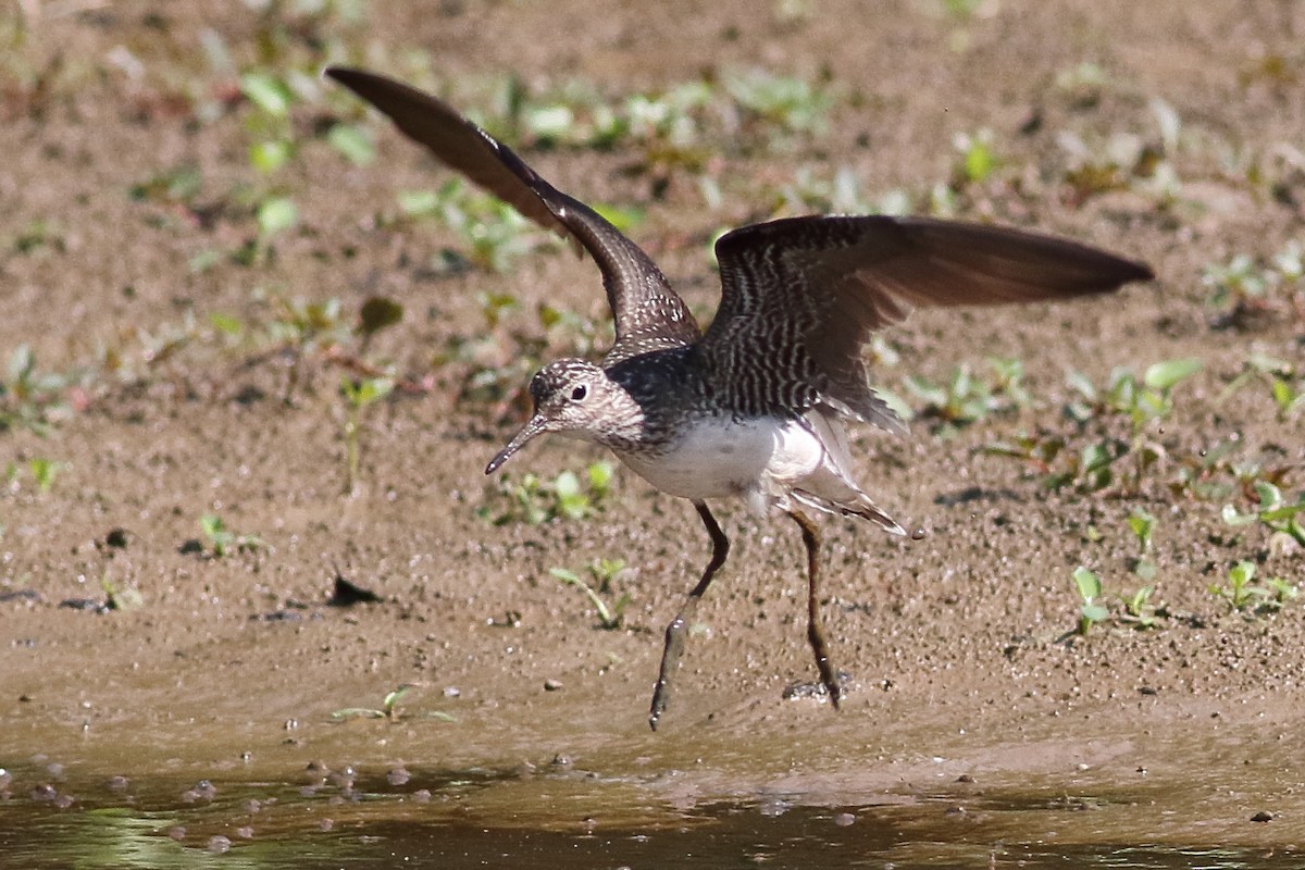 Solitary Sandpiper - ML638367790