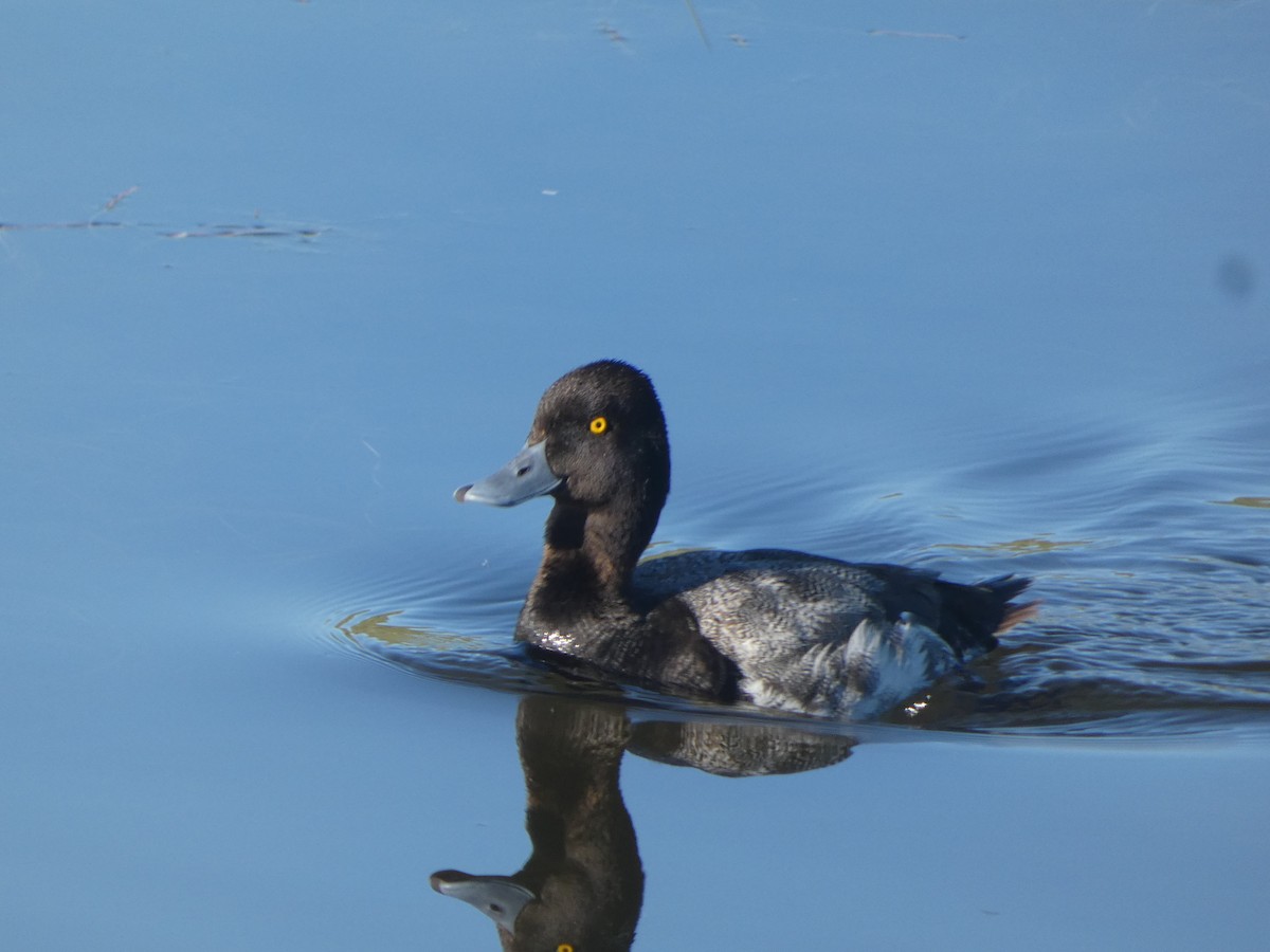 polák vlnkovaný - ML638367798