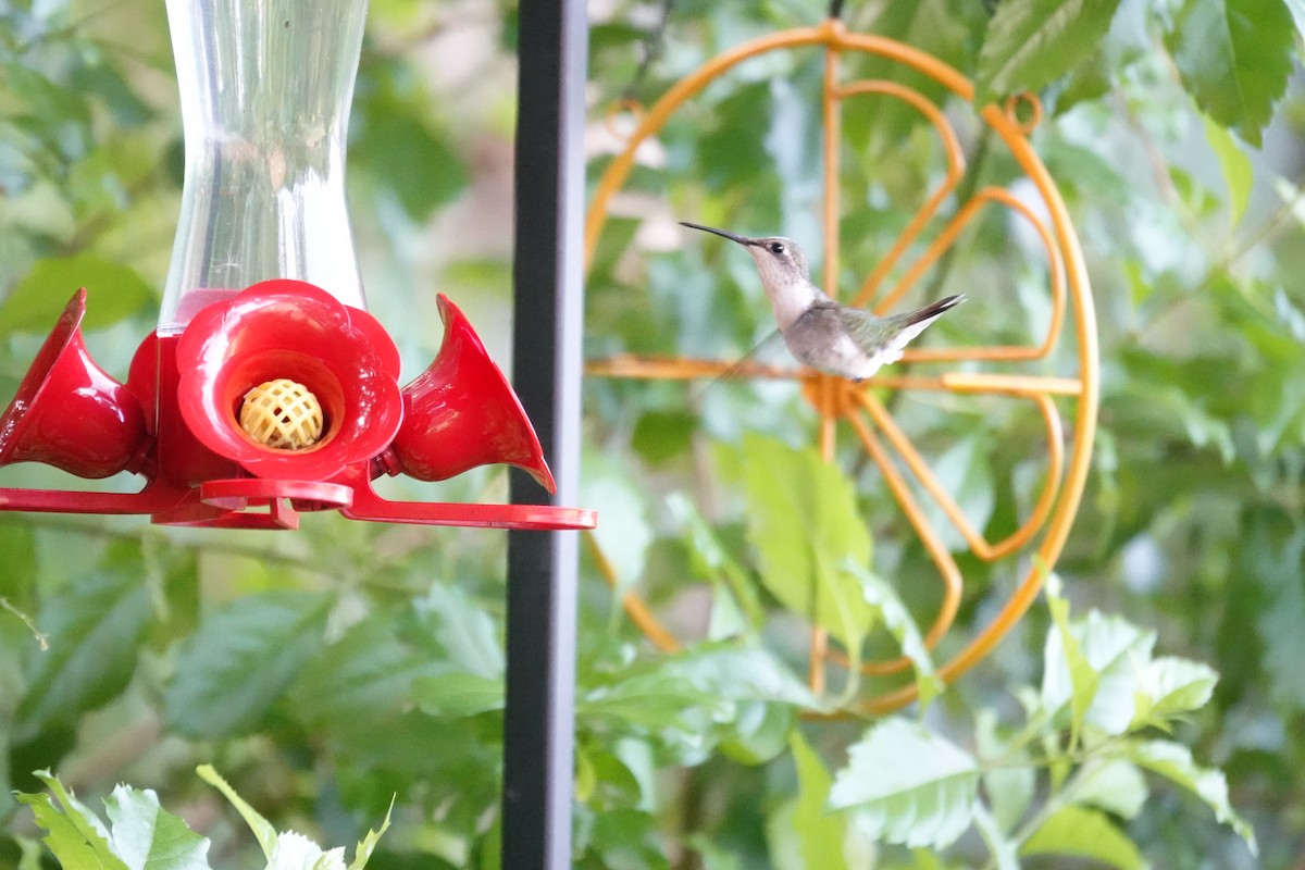 Ruby-throated Hummingbird - ML638367822