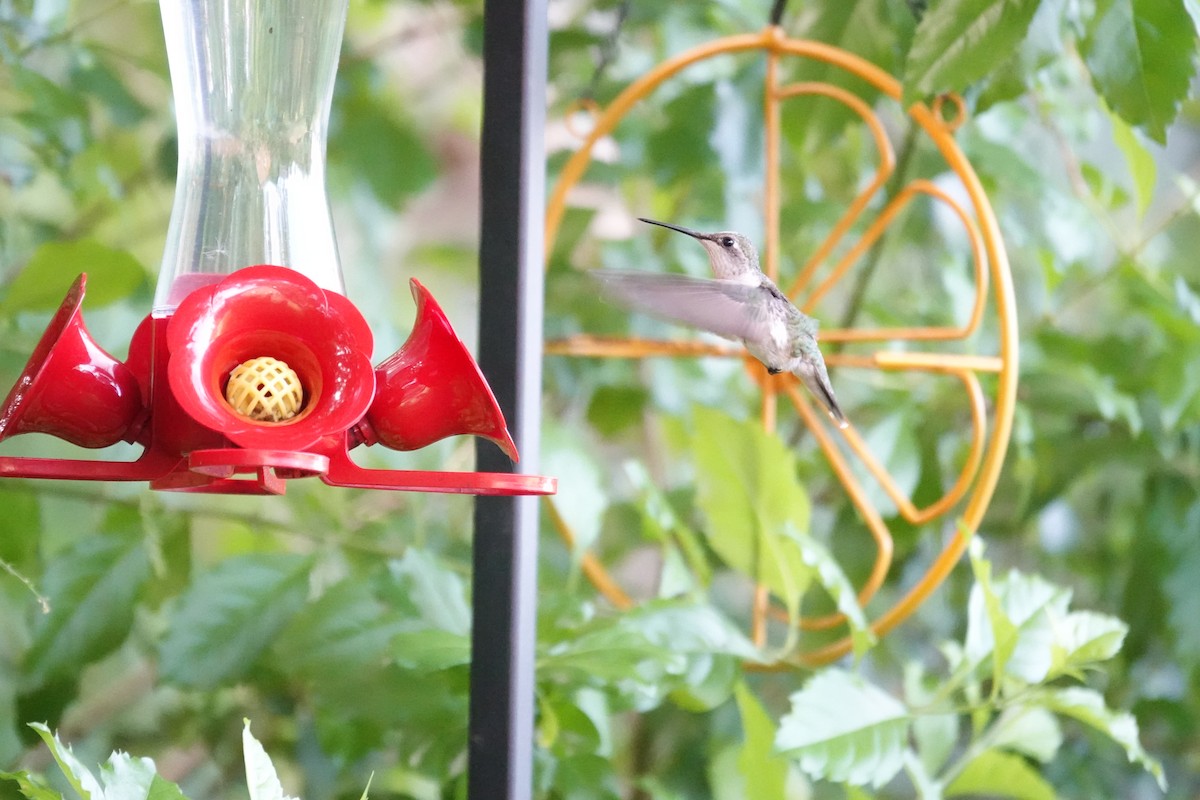 Ruby-throated Hummingbird - ML638367823