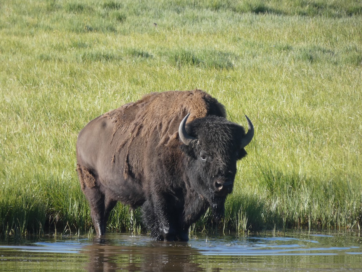 American Bison - ML638367826