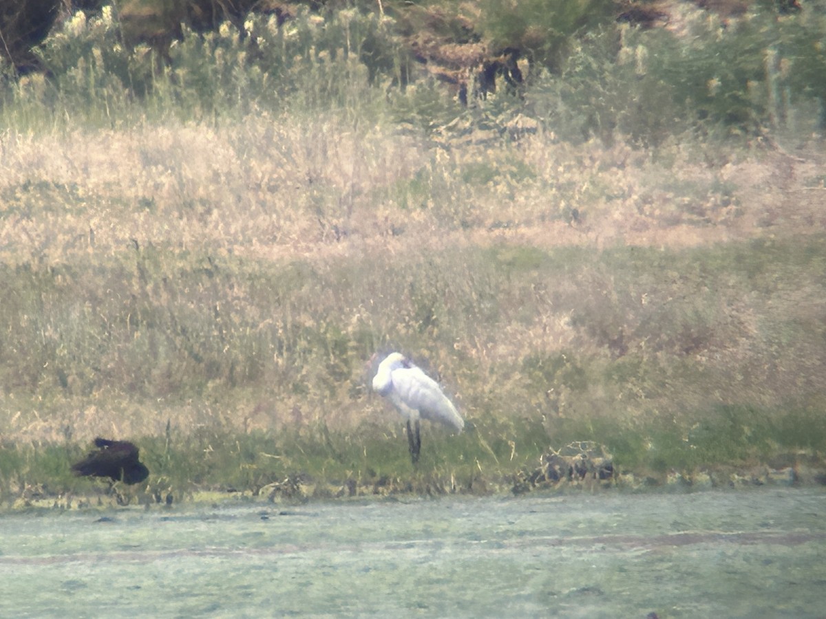 Eurasian Spoonbill - ML638367839